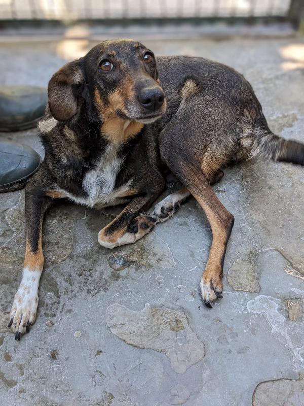 Noisette - Cagnolina Di 2 Anni E Mezzo